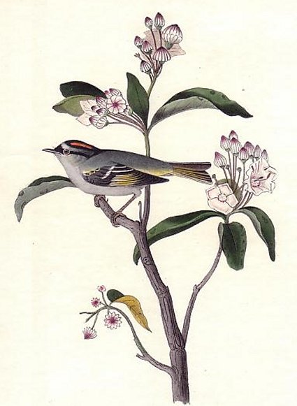 Cuvier's Kinglet - Audubon's Birds Of America