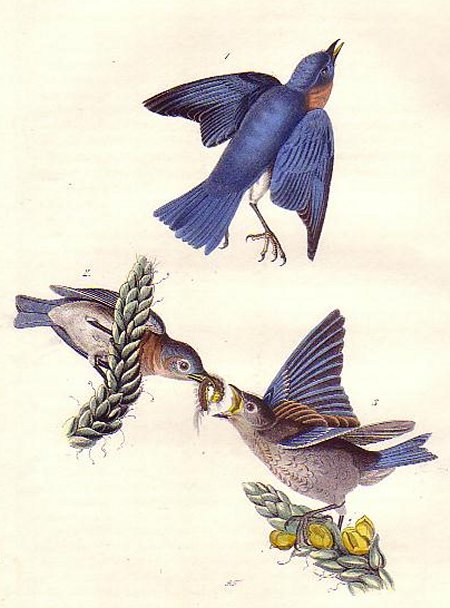 Common Blue Bird - Audubon's Birds Of America