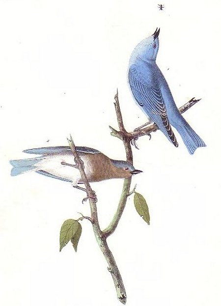 Arctic Blue Bird - Audubon's Birds Of America