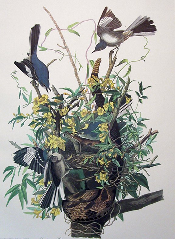 Common Mocking Bird - Audubon's Birds Of America