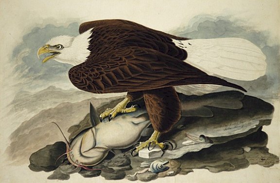 White-headed Sea-Eagle or Bald Eagle - Audubon's Birds Of America