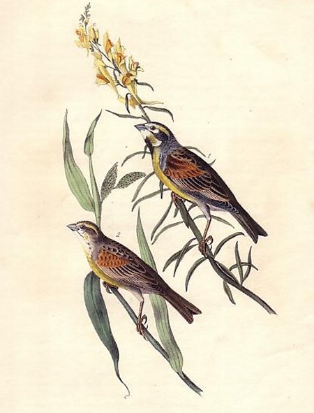 Black-throated Bunting - Audubon's Birds Of America