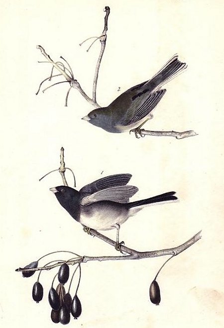 Common Snow Bird - Audubon's Birds Of America