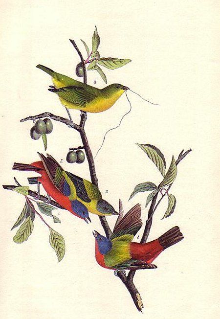 Painted Bunting - Audubon's Birds Of America