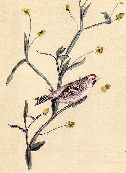 Mealy Redpoll Linnet - Audubon's Birds Of America