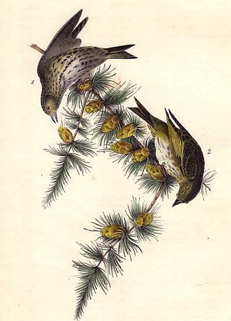 Pine Linnet - Audubon's Birds Of America