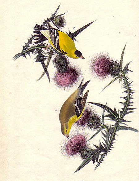 American Goldfinch - Audubon's Birds Of America
