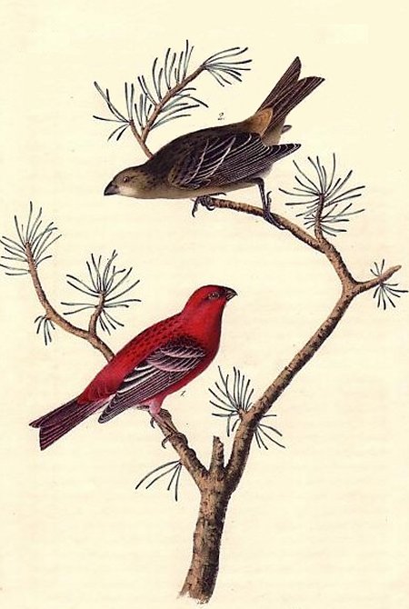 Common Pine-Finch - Audubon's Birds Of America