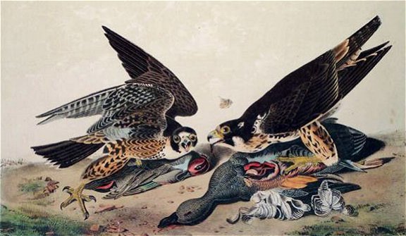 Peregrine Falcon - Audubon's Birds Of America