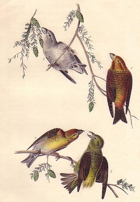 Common Crossbill - Audubon's Birds Of America