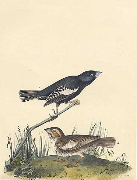Prairie Lark Finch - Audubon's Birds Of America