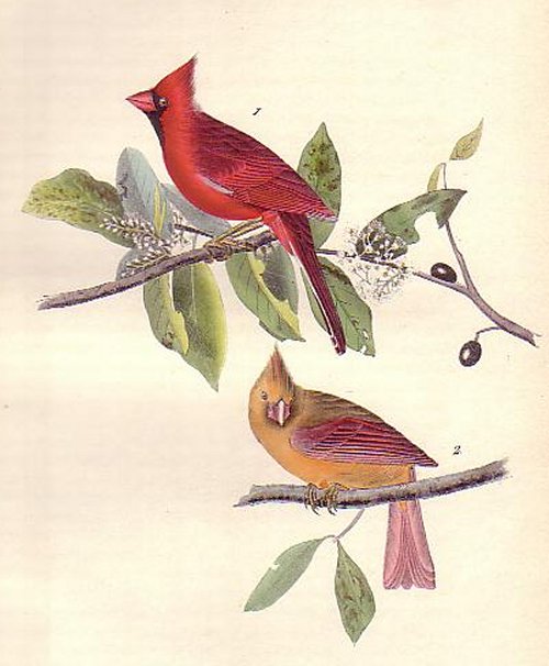 Common Cardinal Grosbeak - Audubon's Birds Of America