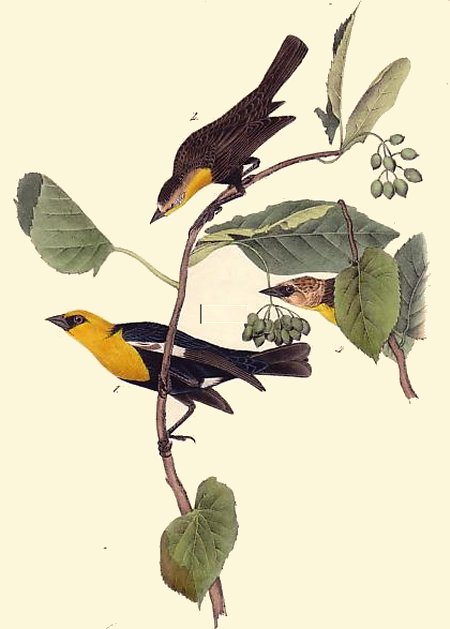 Saffron-headed Marsh Blackbird - Audubon's Birds Of America