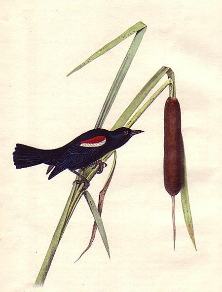 Red-and-white-shouldered Marsh Blackbird - Audubon's Birds Of America