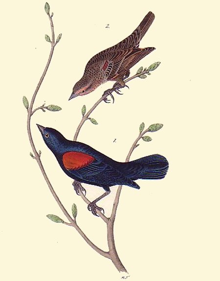 Red-and-black-shouldered Marsh Blackbird - Audubon's Birds Of America
