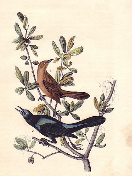 Boat-tailed Grackle - Audubon's Birds Of America