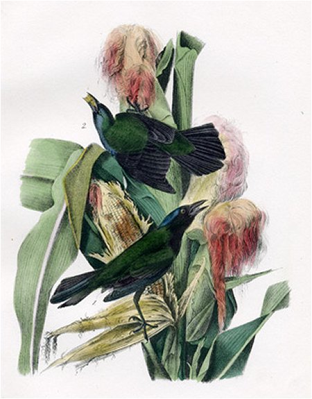 Common or Purple Crow Blackbird - Audubon's Birds Of America