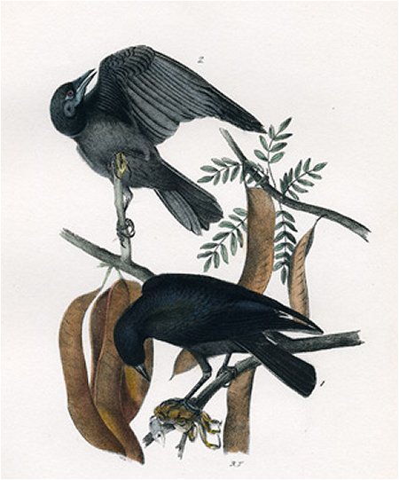 Fish Crow - Audubon's Birds Of America