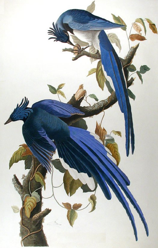 Columbia Magpie or Jay - Audubon's Birds Of America