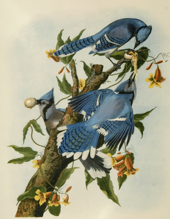 Blue Jay - Audubon's Birds Of America