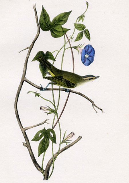 Bartram's Vireo or Greenlet - Audubon's Birds Of America