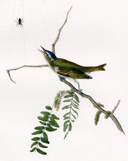 Red-eyed Vireo or Greenlet - Audubon's Birds Of America