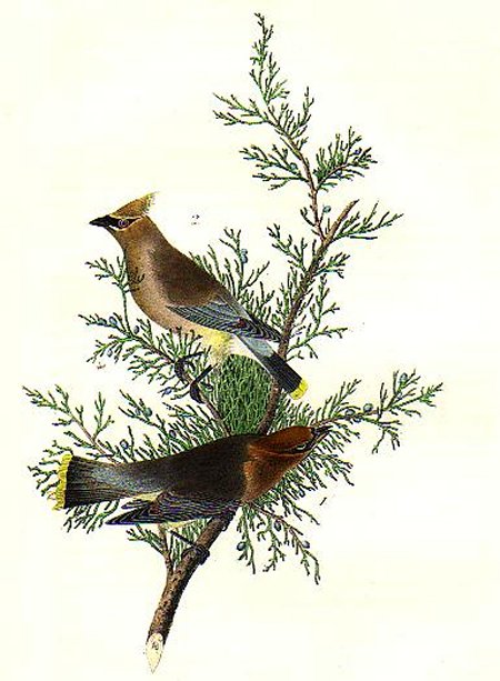 Cedar bird or Cedar Wax-wing - Audubon's Birds Of America