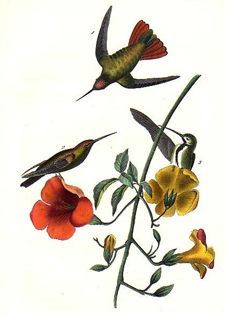 Mango Humming Bird - Audubon's Birds Of America