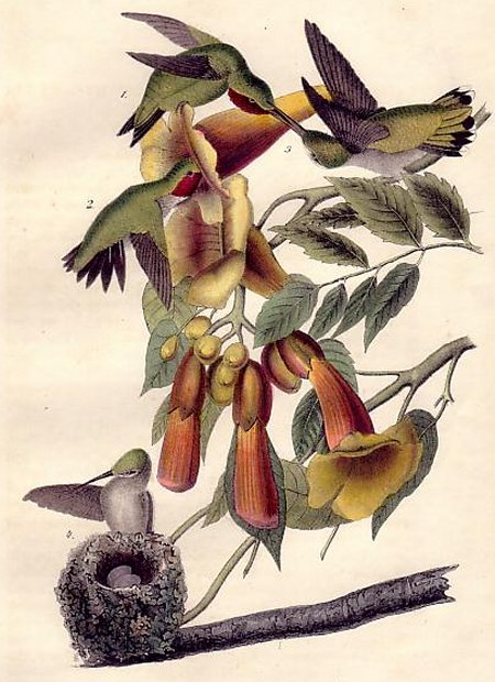 Ruby-throated Humming Bird - Audubon's Birds Of America