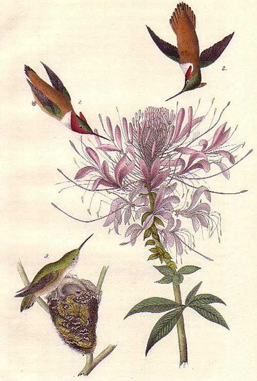 Ruff-necked Hummingbird - Audubon's Birds Of America