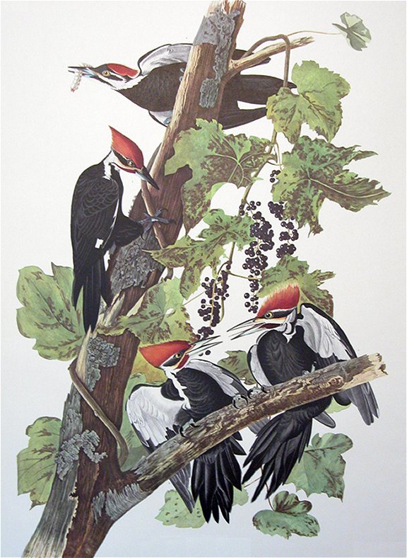 Pileated Woodpecker - Audubon's Birds Of America