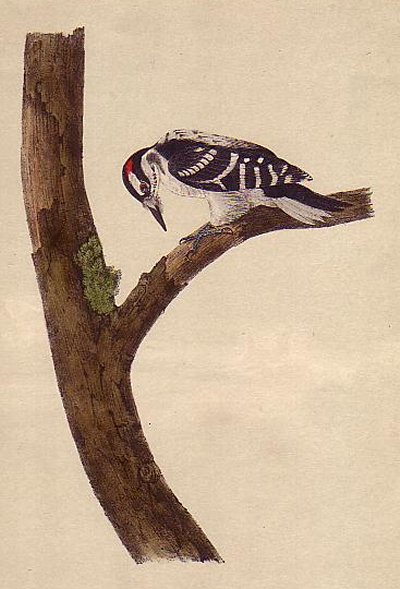 Canadian Woodpecker - Audubon's Birds Of America