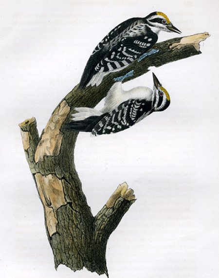 Phillips' Woodpecker - Audubon's Birds Of America
