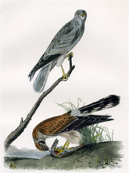 Common Harrier - Audubon's Birds Of America