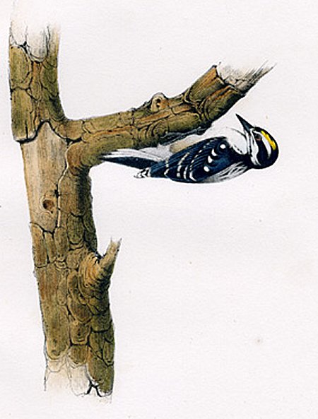  Audubon's Woodpecker - Audubon's Birds Of America
