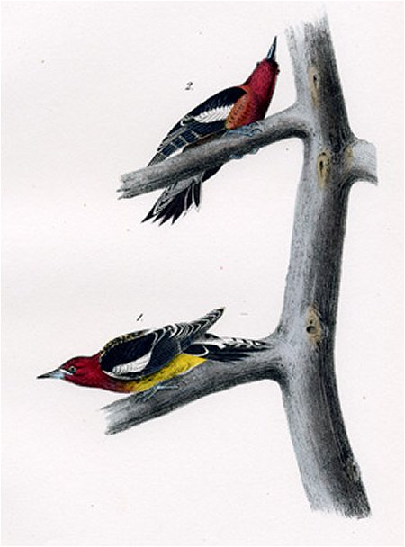 Red-breasted Woodpecker - Audubon's Birds Of America