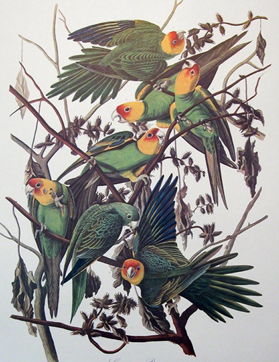 Carolina Parrot - Audubon's Birds Of America