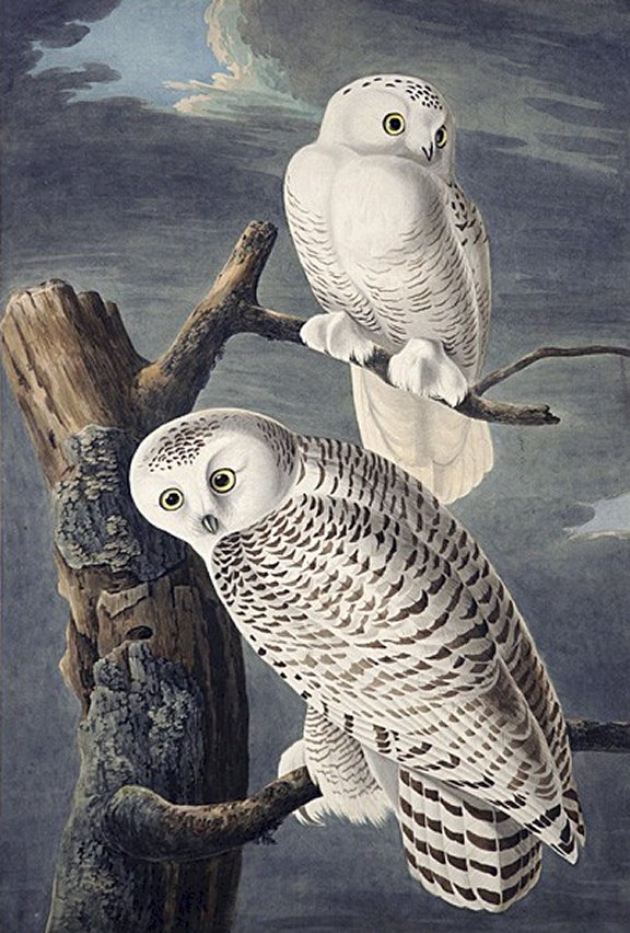 Snowy Owl - Audubon's Birds Of America