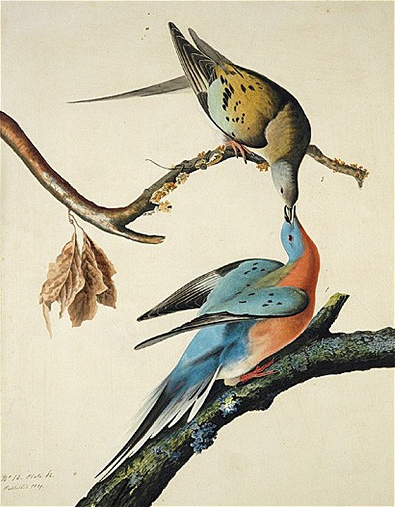 Passenger Pigeon - Audubon's Birds Of America
