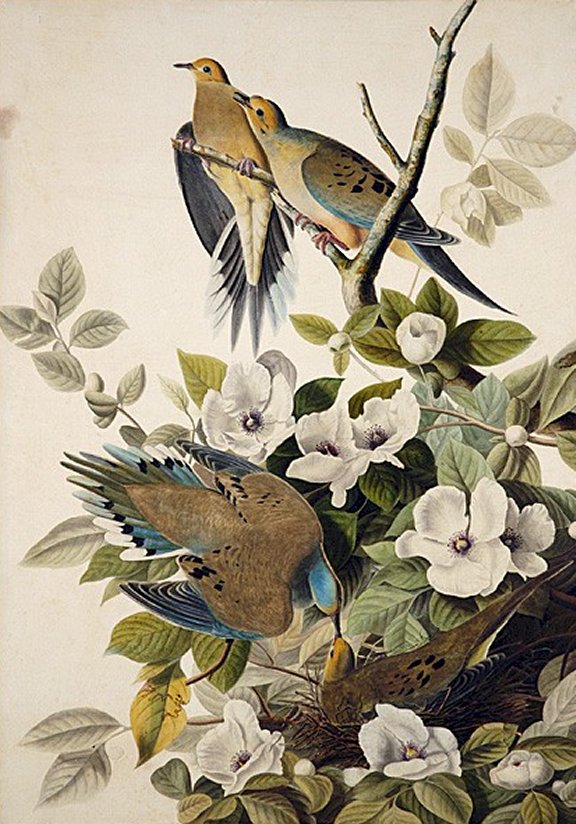 Carolina Turtle Dove - Audubon's Birds Of America