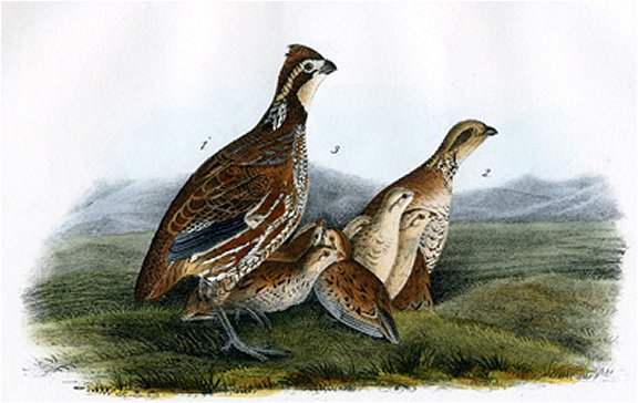 Common American Partridge - Audubon's Birds Of America