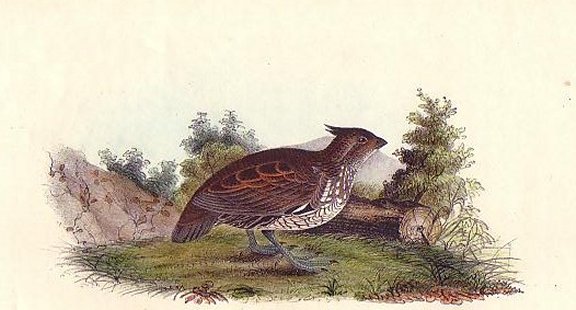 Welcome Partridge - Audubon's Birds Of America