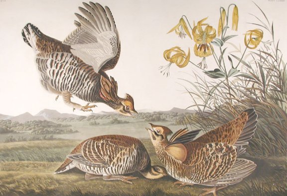 Pinnated Grouse - Audubon's Birds Of America