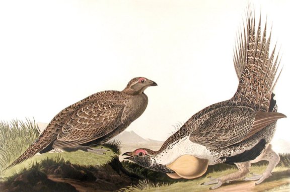 Cock of the Plains - Audubon's Birds Of America