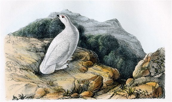 White-tailed Ptarmigan - Audubon's Birds Of America