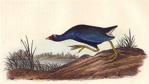 Purple Gallinule - Audubon's Birds Of America