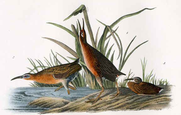 Virginian Rail - Audubon's Birds Of America