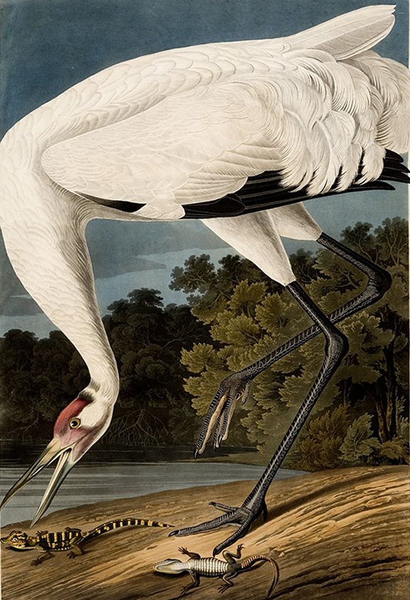 Whooping Crane - Adult Male - Audubon's Birds Of America