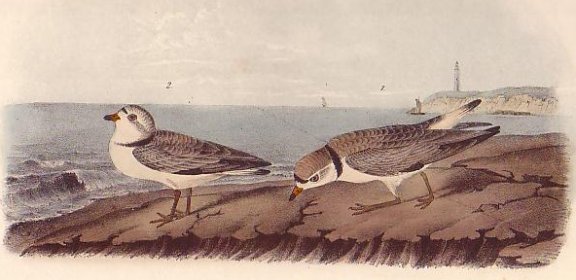 Piping Plover - Audubon's Birds Of America