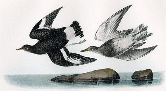 Townsend's Surf Bird - Audubon's Birds Of America